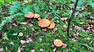 Veel paddenstoelen gezien tijdens onze wandeling.