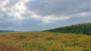Toch nog een beetje kleur op deze donkere dag.