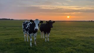 Koeien bij zonsondergang