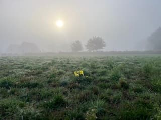 Eenzame bloem in de mist