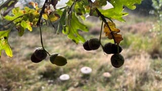 Eikels en paddenstoelen