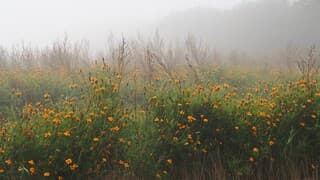 AFRIKAANTJES in de MIST