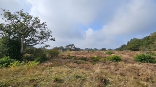 Herfst op de heide