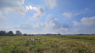 Paddenstoelen schieten uit de grond