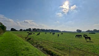 Paarden aan het grazen in een zonnig en warm Lattrop-Breklenkamp