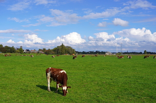 Veel zon