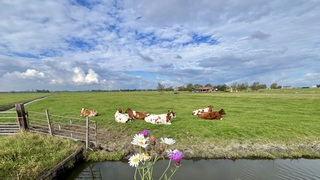 Zomer in de polder