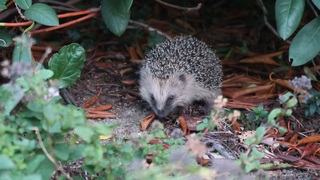 Egel in tuin 