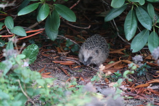 Egel in de tuin