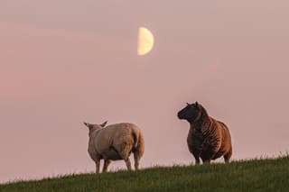 zonsondergang wadden 't skoar ternaard