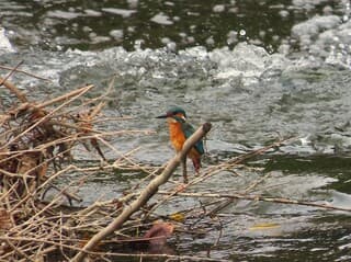 ijsvogel gespot rivier Lahn