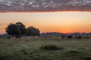 Zonsopkomst met Konikpaarden en aparte lucht