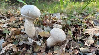 Bijzondere paddenstoelen 
