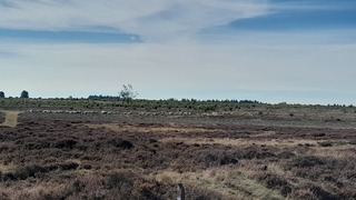 Noord-Ginkel met schaapskudde