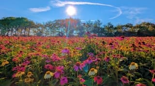 Een mooie "kring" om de zon.