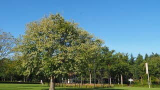 STRALEND HERFSTWEER