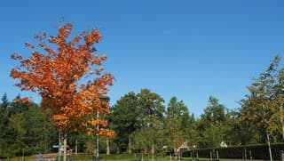 HERFST
