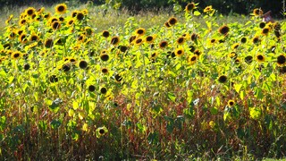 DE LAATSTE ZONNEBLOEMEN