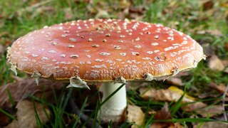 Op een grote paddenstoel