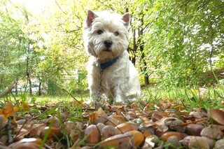 Herfst..