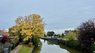 Herfstboom
