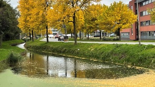 Geel herfstblad