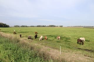 Paarden in Lageland