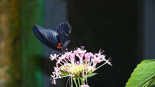 VLINDER in VLINDERTUIN