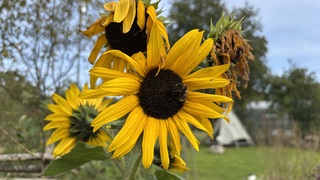 Zonnebloem 