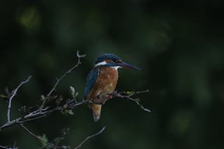 De ijsvogel langs de Maas 