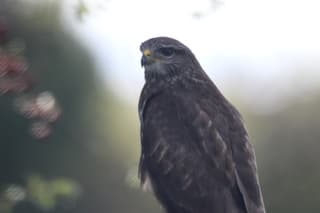Buizerd 