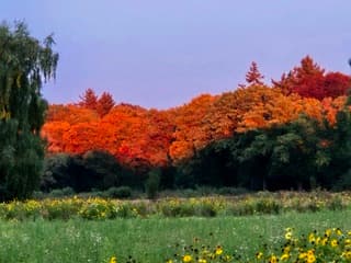 ochtendgloren over de bomen