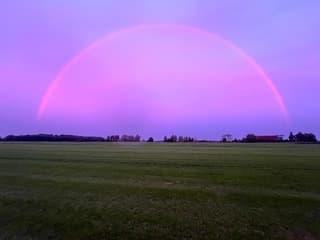 Roze regenboog