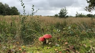 Herfstwandeling tussen de buien door! 