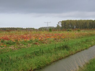 een pompoenen veld