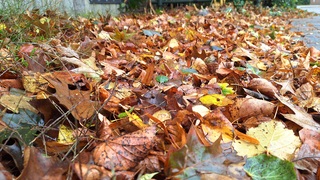 Herfst