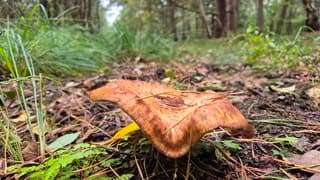 Paddestoelen in het bos