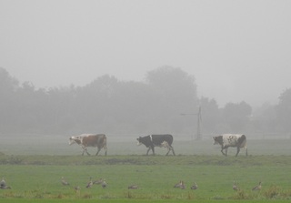 vroege wandeling