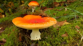 Als paddenstoelen uit de grond