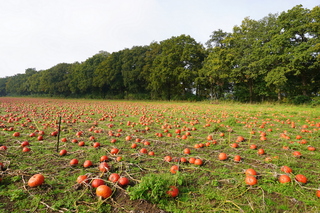 Pompoenenveldje