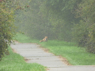 Vos in de mist.