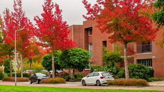 Herfstkleuren