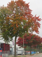 herfstbomen
