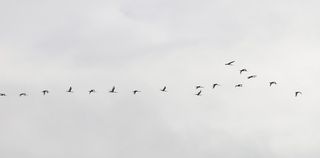Vogeltrek 