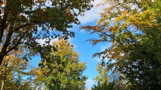 Herfstkleuren in het najaarszonnetje