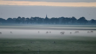 Grondmist