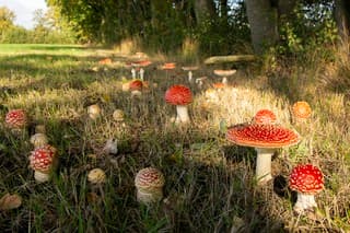 Paddestoelen.