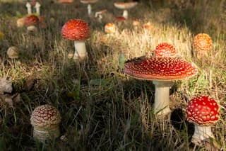 Paddestoelen.