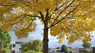 Mooie herfstkleuren op deze zonnige herfstdag 
