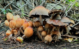 Paddenstoelen-telling